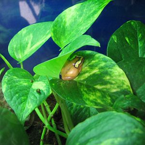 Primate House - Mitchell's Reed Frog
