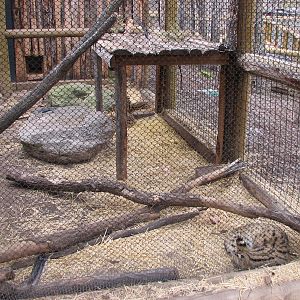 African Plains - Serval Exhibit
