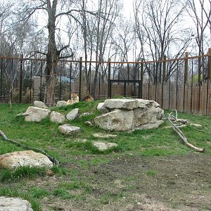 African Plains - Lion Exhibit