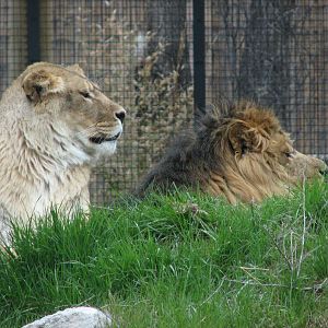African Plains - Lions