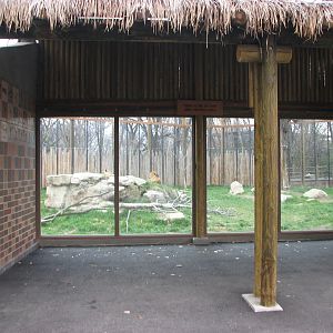 African Plains - Lion Viewing