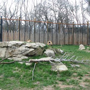 African Plains - Lion Exhibit