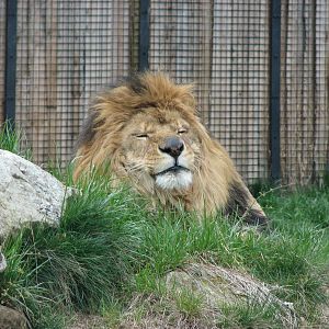 African Plains - Lion