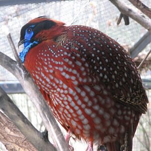 Temminck's Tragopan