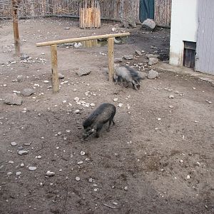 Visayan Warty Pigs