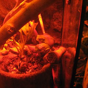 Whats In a Name - Waxy Monkey Frogs