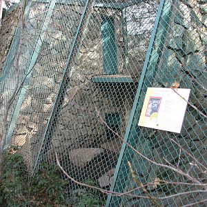 Snow Leopard Exhibit