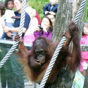 Bornean Orangutan, Orangseum