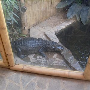 Spectacled caiman