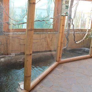 Spectacled caiman exhibit in South America House