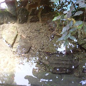 Vulture turtle pool in South America House