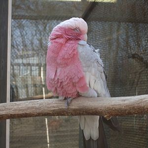 Galah