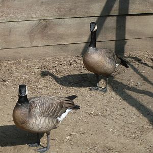 Canada goose