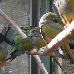 South-American parrots mixed exhibit