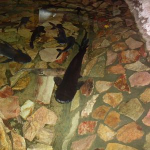 Thai catfish pool in Tropical House