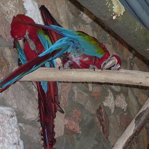 Green-winged macaws in Tropical House