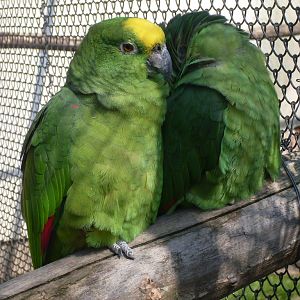 Yellow-crowned amazon