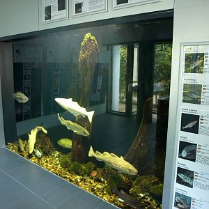 Øresund Aquarium - Aquaria