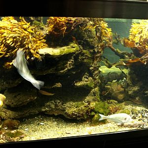 Øresund Aquarium - Bubble reef aquaria