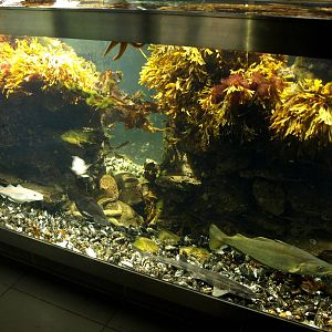 Øresund Aquarium - Bubble reef aquaria