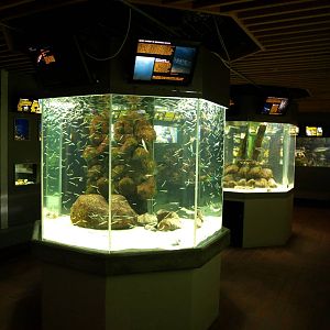 Øresund Aquarium - Aquaria
