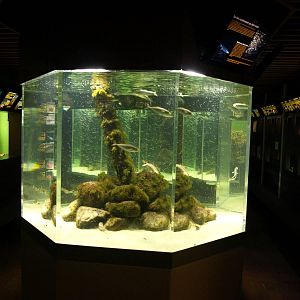 Øresund Aquarium - Aquaria