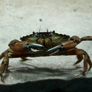 Øresund Aquarium - Crab
