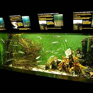 Øresund Aquarium - Biotope aquarium
