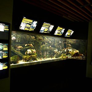 Øresund Aquarium - Biotope aquarium