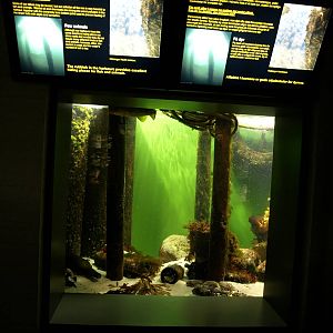 Øresund Aquarium - Biotope aquarium