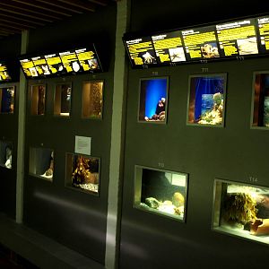 Øresund Aquarium - Thematic aquaria