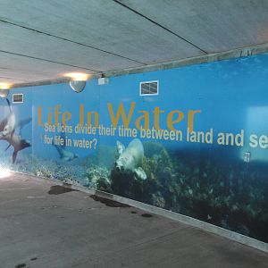 Sea Lion Cove Exhibit