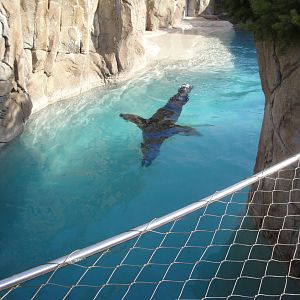 Sea Lion Cove Exhibit