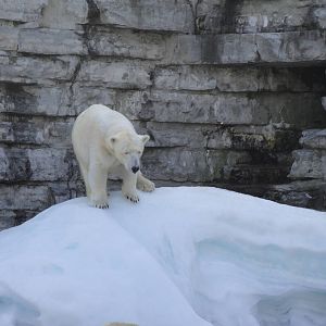 Polar Bear