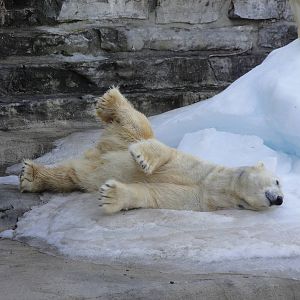 Polar Bear