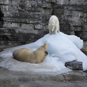 Polar Bears