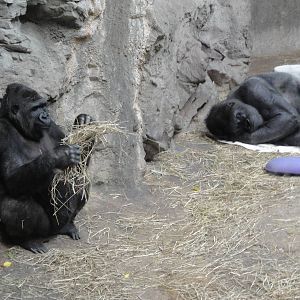 Gorillas