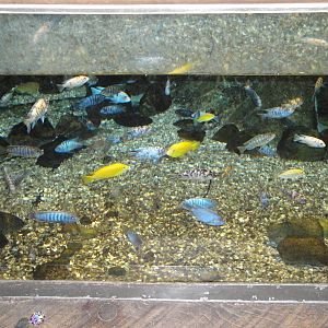 African Cichlids