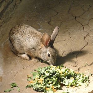 Desert Cottontail