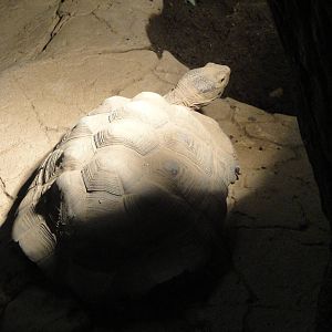 Desert Tortoise