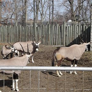 Gemsbok