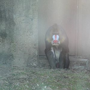 Mandrill