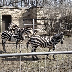 Common Zebra