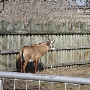 Roan Antelope