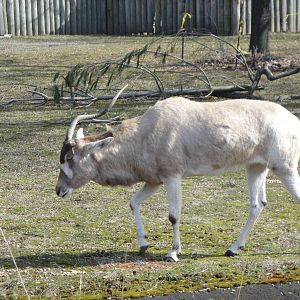 Addax
