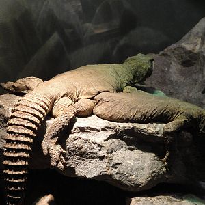 Uromastyx