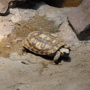 Pancake Tortoise