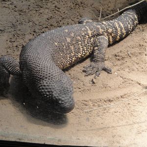 Beaded Lizard