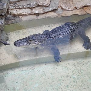 American Alligator