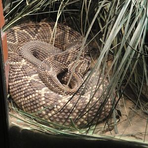 Venezulan Rattlesnake
